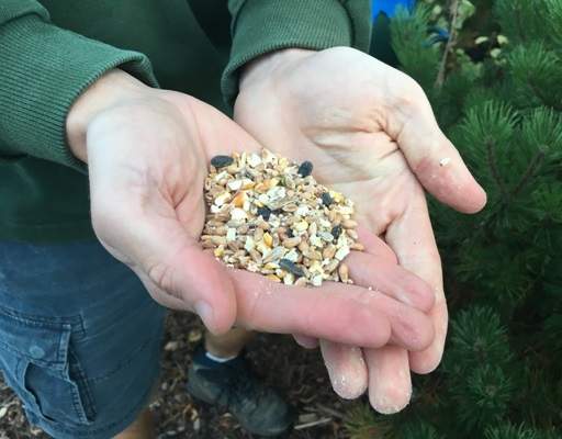 Bird seed in hand